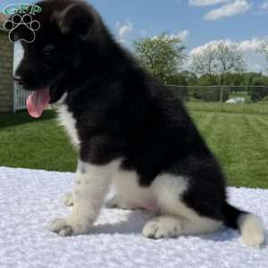 Jasmine, Akita Puppy